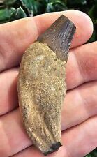 Very Nice Squalodon Incisor Fossil Tooth Calvert Cliffs Maryland picture