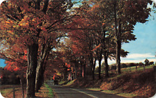 Beautiful Fall Foliage Orange Yellow Leaves Country Road View, Vintage Postcard picture