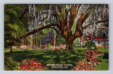 Jacksonville FL-Florida, Oriental Gardens Spanish Moss Oak Tree Vintage Postcard picture