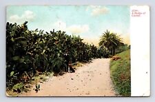 c1908 Man His Dog A Hedge of Cactus and Palm Trees Fowler California CA Postcard picture