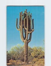 Postcard Saguaro Cactus USA picture