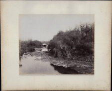 Giorgio Sommer, Italy, Syracuse, The Anapus River and the Papyrus, vintage albumen pr picture