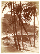 Lehnert & Landrock, palm grove in Tunisia vintage print.  Silver Print  picture