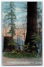 c1910 Adams Crown Stump Of Roosevelt Ravenna Park Seattle Washington WA Postcard picture