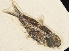 50 Million Year Old Knightia FISH Fossil with Stand From Wyoming 374gr picture