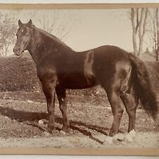 Antique Cabinet Card Photograph Horse Stud Service Ad ID Hero Hanover NH picture