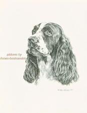 #157 ENGLISH SPRINGER SPANIEL dog art print * Pen and ink drawing by Jan Jellins picture