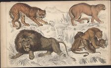 1830 Goldsmith Antique Print of  Big Cats Tiger, Puma, Lion & Lioness picture