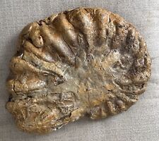 Large Fossil 30 Lbs.  picture
