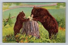 Learning Table Manners, Bears In The Rockies Vintage Souvenir Postcard picture