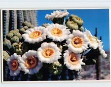 Postcard Saguaro Cactus Flowers, Arizona picture