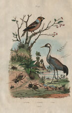 INSECTS. Grillon (Cricket). Gros Bec (Grosbeak). Grue (Crane) 1833 old print picture