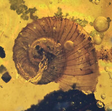 Rare Gastropoda (Land Snail), Fossil inclusion in Burmese Amber picture