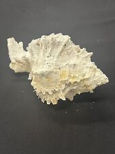 RARE Fossilized MUREX Shell From Central Florida, Pliocene Era. picture