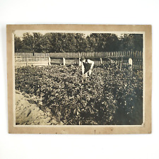Boy Shoveling Garden Plot Photo c1895 Antique Card-Mounted Child Gardener B584 picture