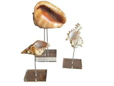 Three Vintage Seashells on Lucite Stands picture