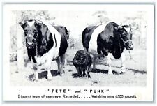 c1940's Pete And Punk Biggest Team Of Oxen Shartlesville Vermont VT Postcard picture