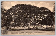 Postcard Live Oak Tree, Gen. Zack Taylor, Revolution, Rockport Texas Unposted picture