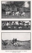 DOG Great Pyrennes or Italian Maremma War Dogs, Rare Antique Print picture