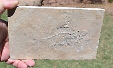 Unprepped Fossil Fish Priscacara liops ,- GRF, Wyoming, U.S.A. #1 picture