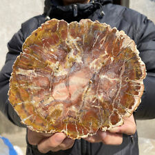 900g Natural Beautiful polished Arizona petrified wood rough mineral specimen picture