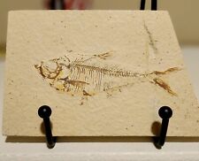 Fossilized Small Fish On Sandstone Or Natural Stone picture