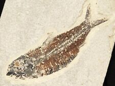 Visible SCALES 50 Million Year Old Knightia FISH Fossil w/ Stand Wyoming 387gr picture