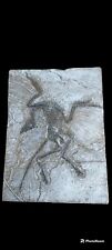 archaeopteryx Lithographica fossil replica picture