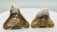 Pair of Deformed, Split-tip Serrated Fossil DUSKY SHARK Teeth - Sacaco, Peru picture