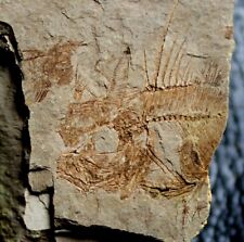 Three Oligocene fossil fish - Capros radobojanus picture