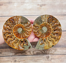 Ammonite Fossil Pair with Calcite Chambers 446g, Polished picture