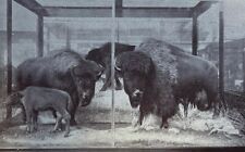 1896 Taxidermy Preserving Wild Animals illustrated picture