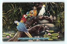 Parrots Cockatoo Greetings from the St. Louis Zoo St. Louis Missouri Postcard E4 picture