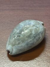 EXTINCT Fossilized COWRIE Shell From Central Florida, Pliocene Era. picture