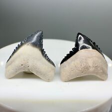 Pair of colorful Fossil EXTINCT TIGER SHARK Teeth- Mayumbensis- Bone Valley, USA picture