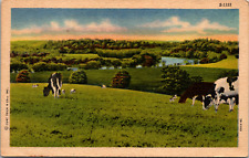 Holstein Cows Grazing in Fairfield Alabama Vintage C. 1930's Postcard picture