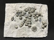 A Mass Mortality of Pyritized Brachiopods from Indiana. Fossil Trilobite Crinoid picture
