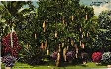 Vintage Postcard- Sausage Tree, Riviera Gardens, Miami, FL picture