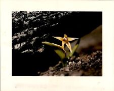LD349 1989 Original Color Photo YELLOW TIGER LILY FROM CHARRED EARTH YELLOWSTONE picture
