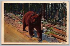 Greetings Allegany State Park Bear Scenic Wildlife Linen Cancel WOB Postcard picture