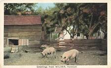 Vintage Postcard Greetings from Wilder Vermont Windsor County Pig Pen picture