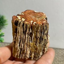 147g Natural Wood Fossil Slice Specimens Reiki Healing - Madagascar b63 picture