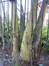 Photo 6x4 Tile Hill Lane Whoberley Tree and railings locked in battle alo c2011 picture
