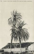 Postcard Palms at Old Town Planted 1769 Near San Diego California CA UNP picture