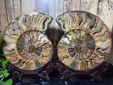 9.03lb A pair of Split Ammonite Fossil Specimen Shell Healing Madagascar Decor+S picture