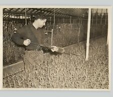 Baseball Player EARL AVERILL Tends WASHINGTON Greenhouse 1938 Press Photo picture