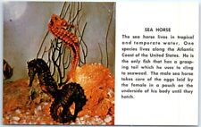 Postcard - Sea Horse picture