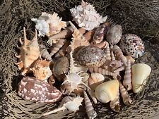 Large Beautiful Seashells Sea Shells 1 Kilo Best Value & Price  picture