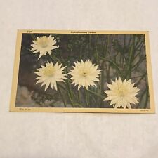 Night Blooming Cereus Linen Postcard Curteich Written Note Vintage picture