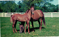 Mare and Foal Stoner Creek Stud Farm Paris KY Chrome Unposted Postcard 1950s picture